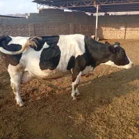 گاوشیری|حیوانات مزرعه|طاغنکوه, |دیوار