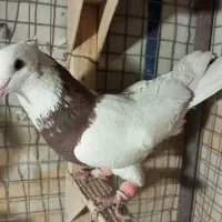 طوق سرخ نر|پرنده|شیراز, شیخ علی چوپان|دیوار