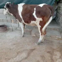 گاو وگوساله|حیوانات مزرعه|پلدختر, |دیوار