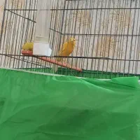 قناری مست مست  نر پرتقالی|پرنده|کارون, |دیوار