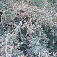 بذر یونجه رنجر  موجود است