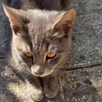 واگذاری گربه|گربه|بندر انزلی, ناسیونال|دیوار