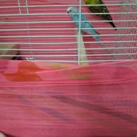 یک جفت مرغ عشق سالم و سرحال باقفس|پرنده|تهران, آهنگ|دیوار