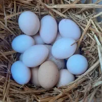 تخم نطفه دار اردک روسی وقوغاز چینی