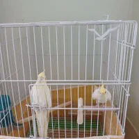 عروس هلندی