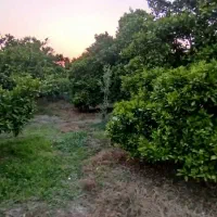 فروش باغچه ی ۲۵۰ متری|فروش دفتر صنعتی، کشاورزی، تجاری|کیاکلا, |دیوار