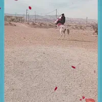 اسب نریان۶ساله رام،نژادترکی،سر ودم هم میگیره