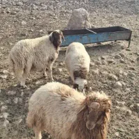 سه عدد بره نر  درجه یک