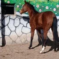 اسب|اسب و تجهیزات اسبسواری|گناباد, |دیوار