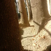 کلیه کارهایساختمان|خدمات پیشه و مهارت|شیراز, هفت تنان|دیوار