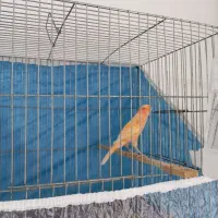 قناری نر|پرنده|ملایر, |دیوار