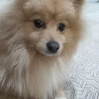 واگذاری سگ پامرین