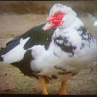 اردک اسراییلی سنگین