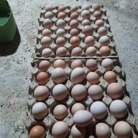 تخم مرغ محلی گل پایگان دانه ای ۱۴۰۰۰