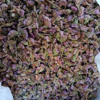 تخم ( بذر ) گل زنبوری یا گل خشک|گل و گیاه طبیعی|محلات, |دیوار