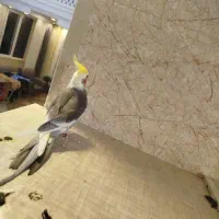 باسلام یک عدد عروس هلندی نر