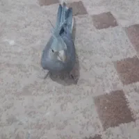 عروس هلندی|پرنده|اهواز, فتح|دیوار