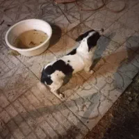 یک سگ خرطول|سگ|ملایر, |دیوار