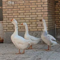 فروش قوغاز