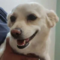 سگ ماده پامر|سگ|ایلام, |دیوار