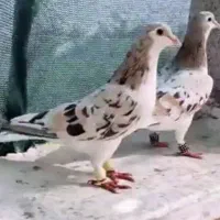 فروش پِهن گوسفندی هفت ساله و پِهن کبوتر