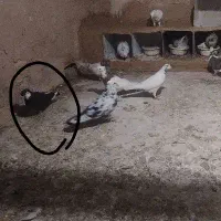 گمشده