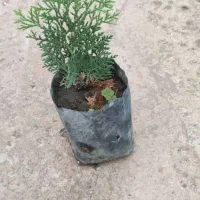 نشای کامیس سبز فشرده