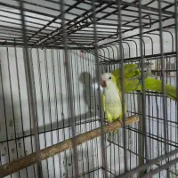 راهب آماده آماده|پرنده|بابل, |دیوار