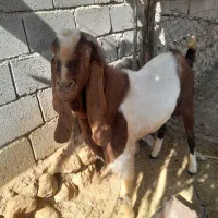 نری
