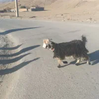 9راس  بز درجع یک|حیوانات مزرعه|بروجن, |دیوار