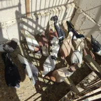 کبوتر کفتر رنگه