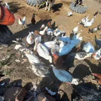 غاز|حیوانات مزرعه|بیله سوار, |دیوار