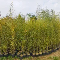 نی خیزران.خیزران|گل و گیاه طبیعی|کلاچای, |دیوار