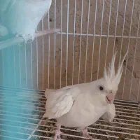 عروس هلندی مولد