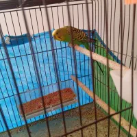 مرغ عشق نر سر حال