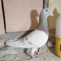 چهار عدد کفتر پلاکی مسافتی آلمانی