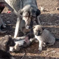 سگ گله ماده با 6تا توله