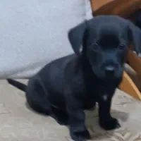 پاکوتاه جیبی بامزه زرنگ|سگ|نیشابور, سرآب کوشک|دیوار