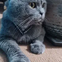 گربه نژاد بریتیش