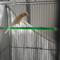 قناری نر و ماده|پرنده|شیروان (خراسان), |دیوار