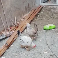 مرغ محلی|حیوانات مزرعه|ماهدشت, |دیوار