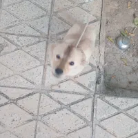 یک عدد سگ پا کوتاه خارجی و تربیت شده و بسیار باهوش