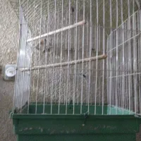 قفس پرنده