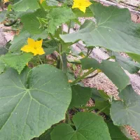 محصولات گلخانه ای واحدی کلات
