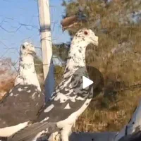 کفتربزک سلاطین