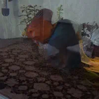 فروش فوری دیسکس|ماهی|کرج, باغستان|دیوار