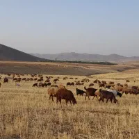 سربریدن و سلاخی گوسفند