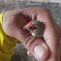 قناری|پرنده|آشخانه, |دیوار