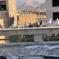 قفسه کبوتر|لوازم جانبی حیوانات|صدرا-فارس, فاز ۱|دیوار