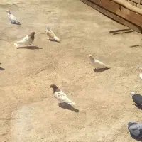 فروش کبوتر همه رنگ